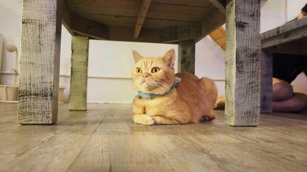 Güzel kısa saç kedi