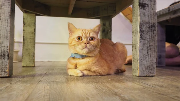 Güzel kısa saç kedi