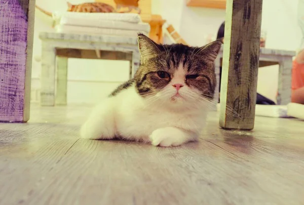 Güzel kısa saç kedi