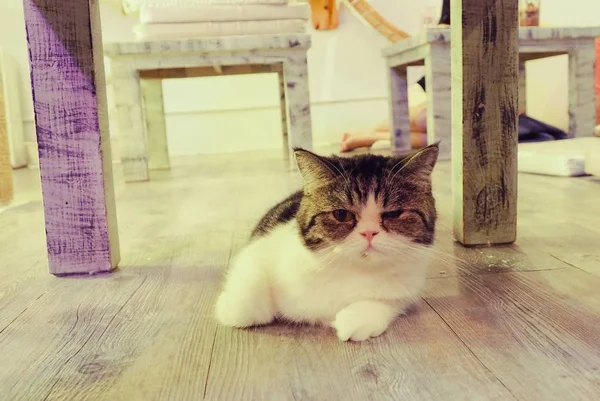 Güzel kısa saç kedi