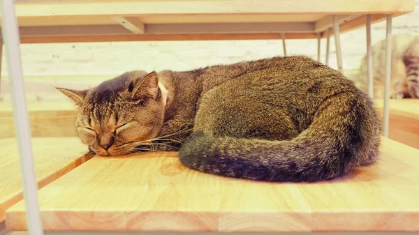 Güzel kısa saç kedi