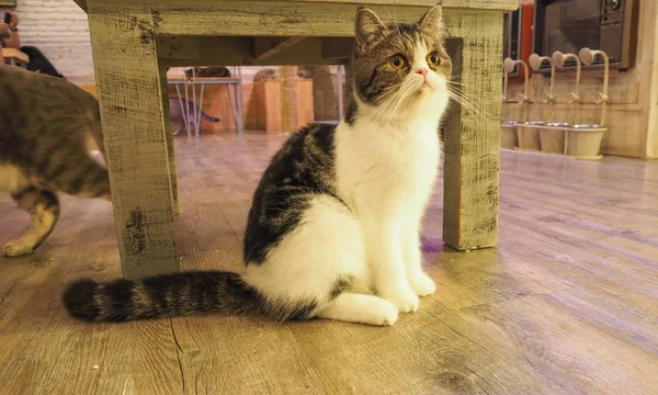 Güzel kısa saç kedi