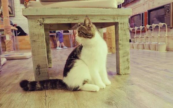 Güzel kısa saç kedi