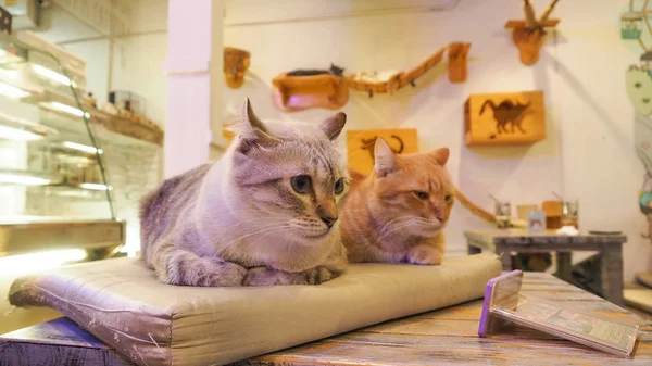 Güzel kısa saç kedi