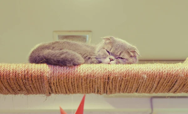 Hermoso pelo corto gato — Foto de Stock