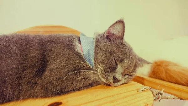 Güzel kısa saç kedi