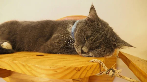 Güzel kısa saç kedi