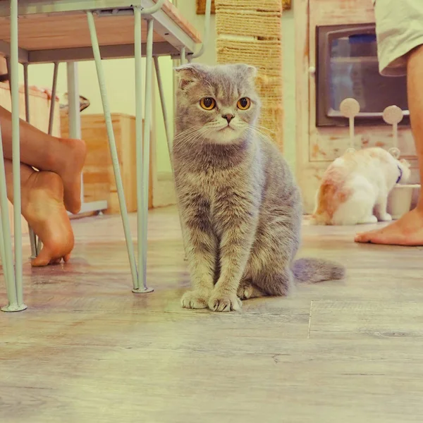 Güzel kısa saç kedi