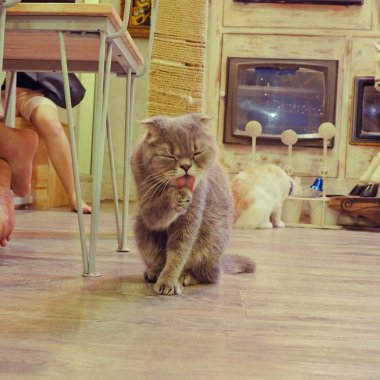 Güzel kısa saç kedi