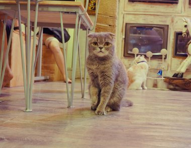 Güzel kısa saç kedi