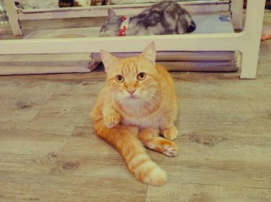 Güzel kısa saç kedi