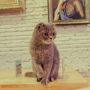 Güzel kısa saç kedi