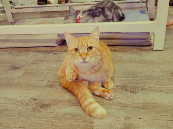 Güzel kısa saç kedi