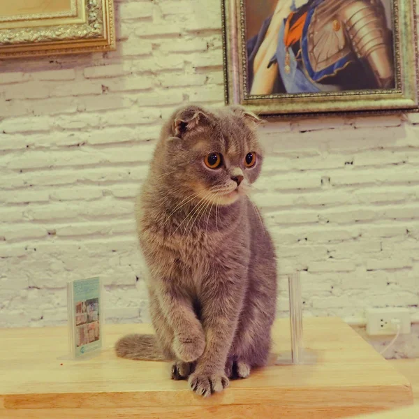 Güzel kısa saç kedi