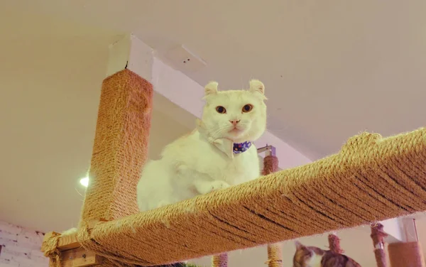 Belo gato de cabelo curto — Fotografia de Stock