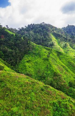 Ormanın havadan görünüşü