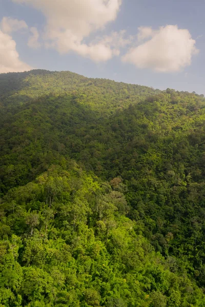 Ormanın havadan görünüşü