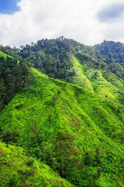 Ormanın havadan görünüşü