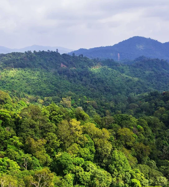 Ormanın havadan görünüşü