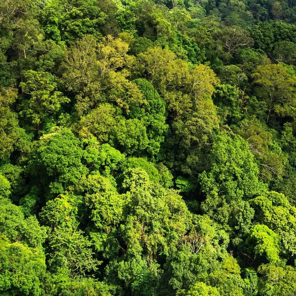 Vista aérea da floresta — Fotografia de Stock