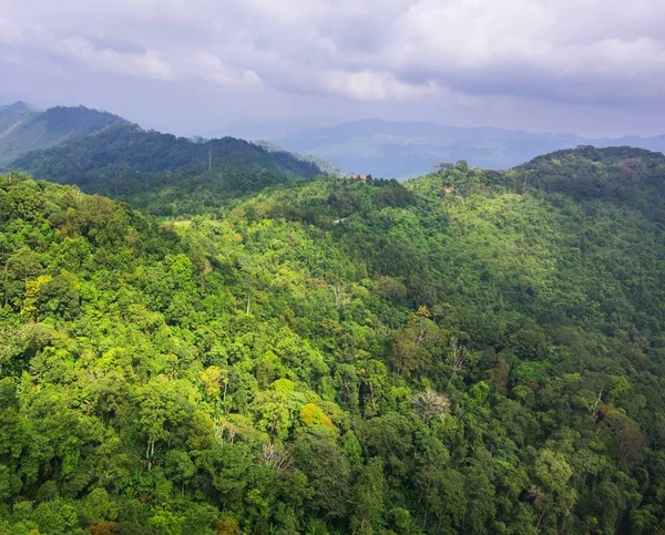 Ormanın havadan görünüşü