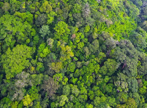 Vista aérea del bosque — Foto de Stock