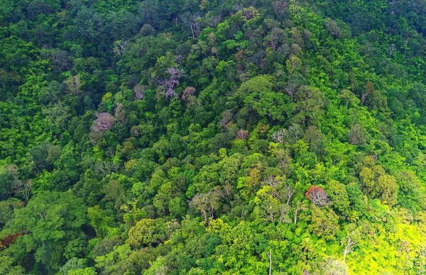 Vista aérea del bosque — Foto de Stock