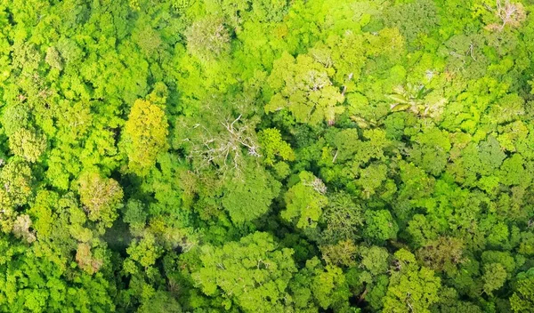 Vista aérea del bosque — Foto de Stock