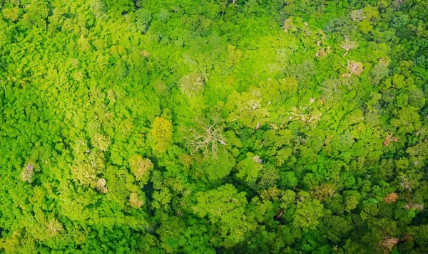 Ormanın havadan görünüşü