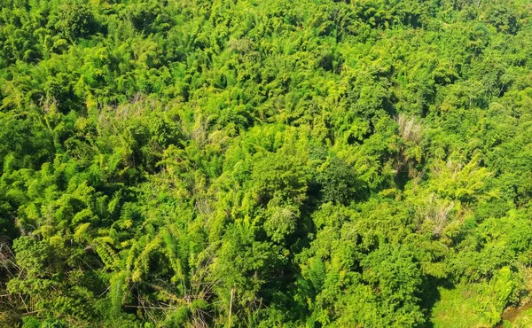 Vista aérea da floresta — Fotografia de Stock