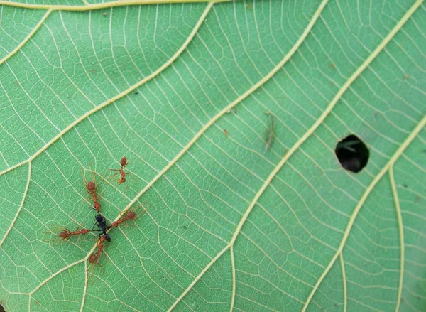 Červený mravenec na pozadí zelený list — Stock fotografie