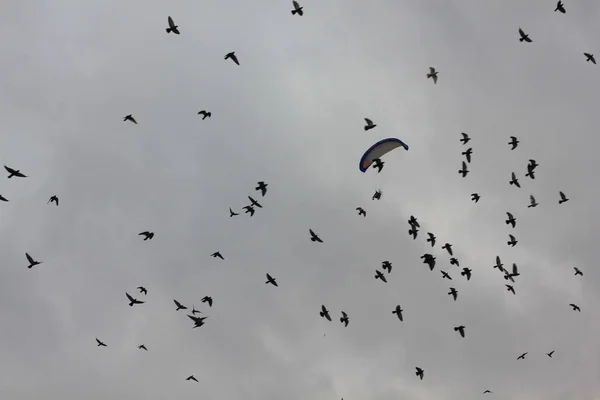 パラモーターを飛び回る鳥 — ストック写真