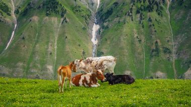 Sonamarg, Kaşmir devlet, Hindistan, güzel dağ manzarası