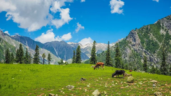 Krásná horská krajina Sonamarg, stát Kašmír, Indie — Stock fotografie