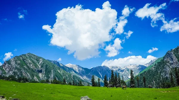 Sonamarg, Kaşmir devlet, Hindistan, güzel dağ manzarası