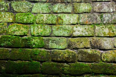 Tuğla duvar yosun ve liken