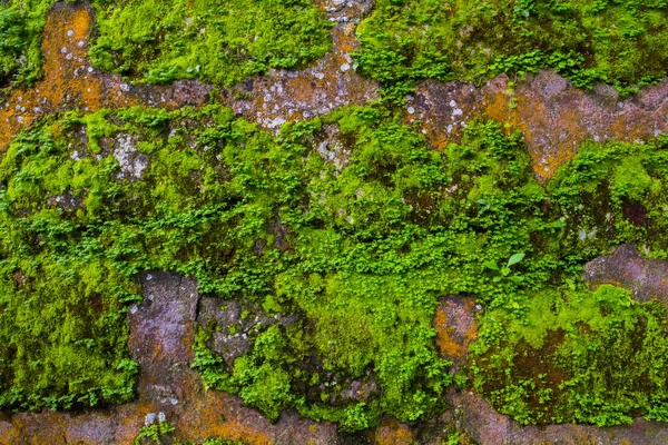 Кирпичная стена с мхом и лишайником — стоковое фото