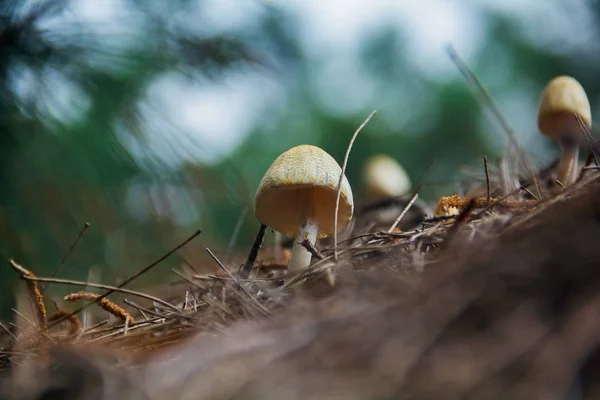 稻草上蘑菇 — 图库照片
