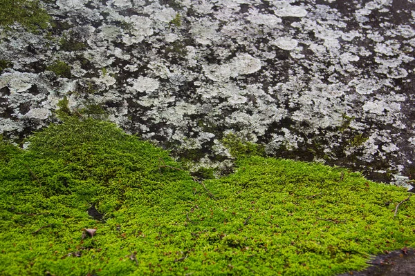 Pared de ladrillo con musgo y liquen —  Fotos de Stock