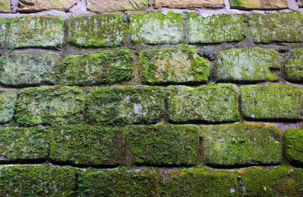 Кирпичная стена с мхом и лишайником — стоковое фото