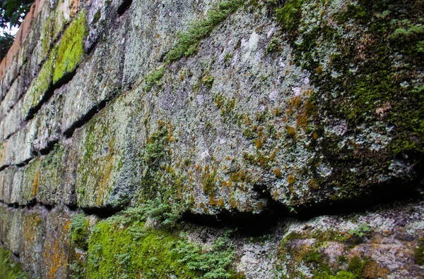 Cihlová zeď s mechy a lišejníky — Stock fotografie