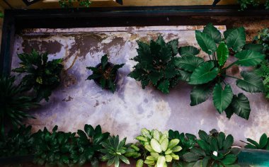 Bahçesinde süs bitkileri