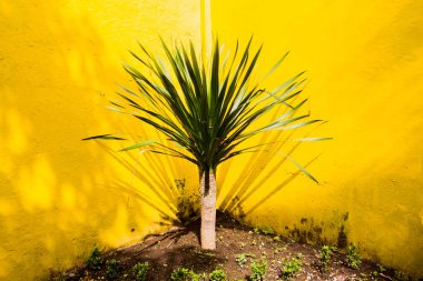 Bahçesinde süs bitkileri