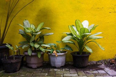 Bahçesinde süs bitkileri