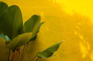 Bahçesinde süs bitkileri