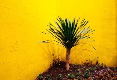 Bahçesinde süs bitkileri