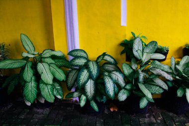 Bahçesinde süs bitkileri