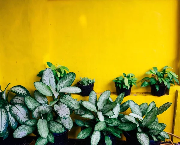 Bahçesinde süs bitkileri