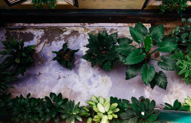 Bahçesinde süs bitkileri