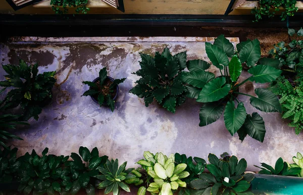 Bahçesinde süs bitkileri